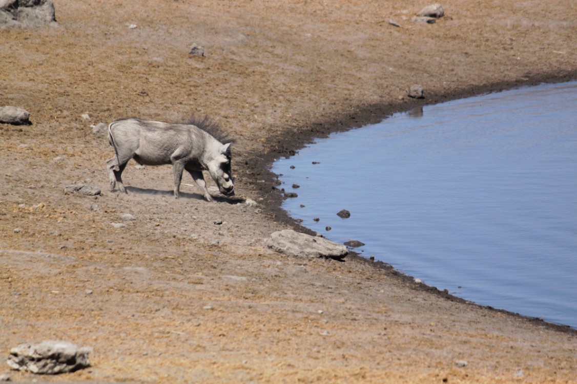 Namibie_Etosha3_2015_Img0030