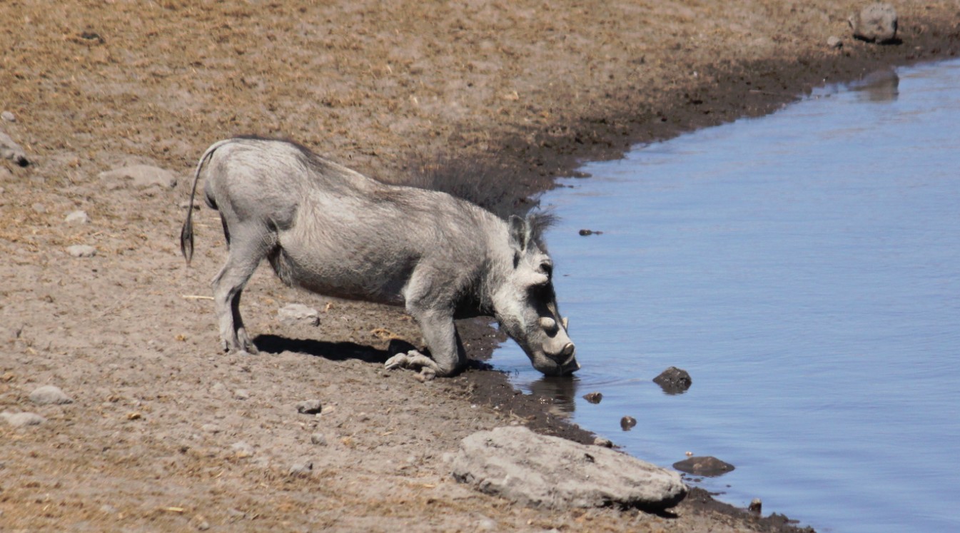 Namibie_Etosha3_2015_Img0031