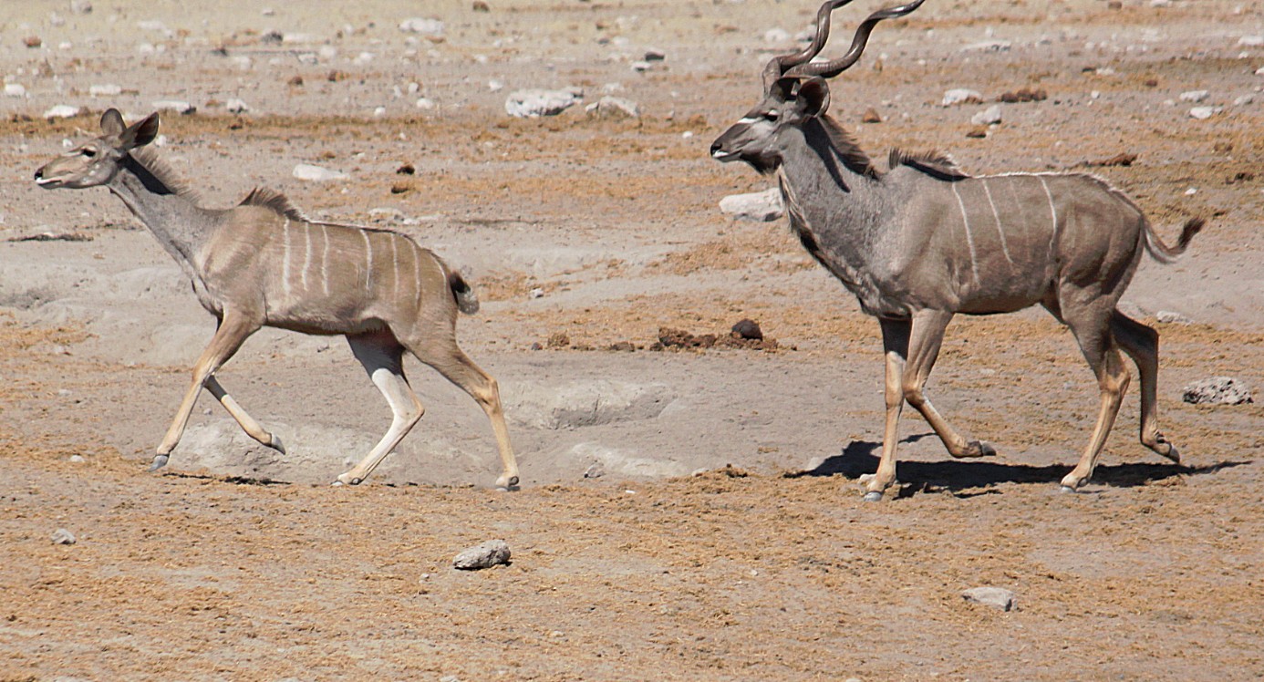 Namibie_Etosha3_2015_Img0032