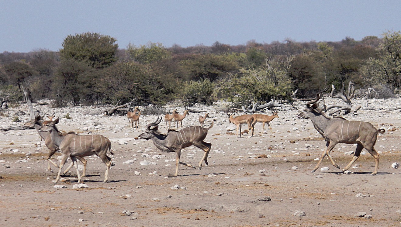 Namibie_Etosha3_2015_Img0033