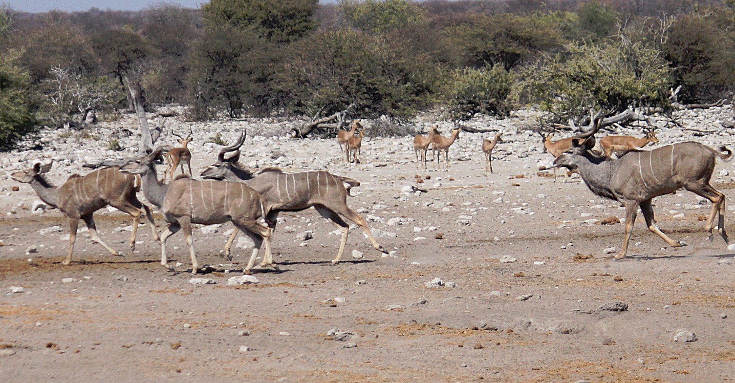 Namibie_Etosha3_2015_Img0034