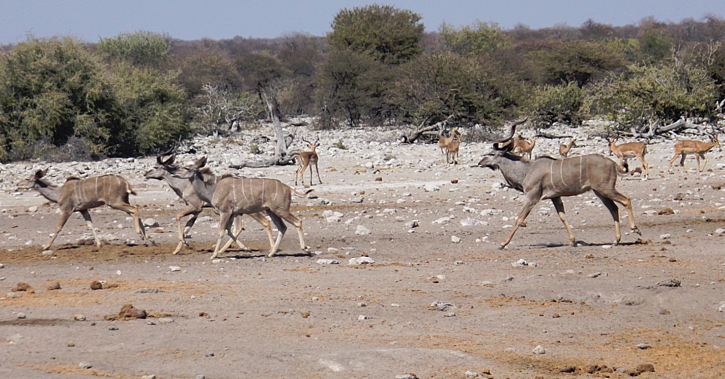 Namibie_Etosha3_2015_Img0035