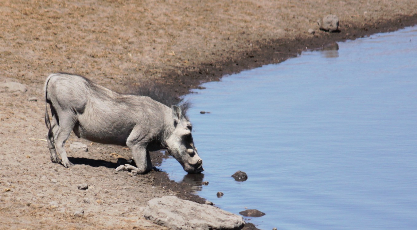 Namibie_Etosha3_2015_Img0036