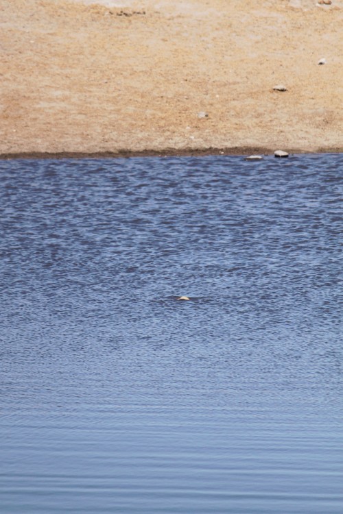 Namibie_Etosha3_2015_Img0037