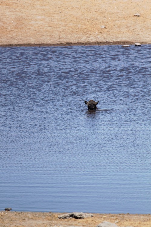 Namibie_Etosha3_2015_Img0038