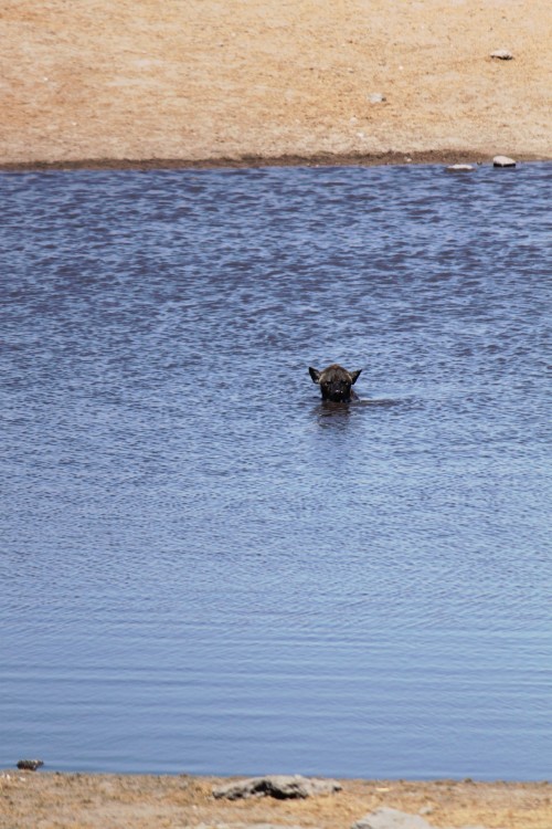 Namibie_Etosha3_2015_Img0038