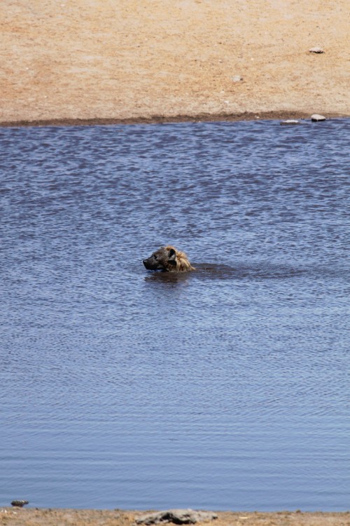 Namibie_Etosha3_2015_Img0039