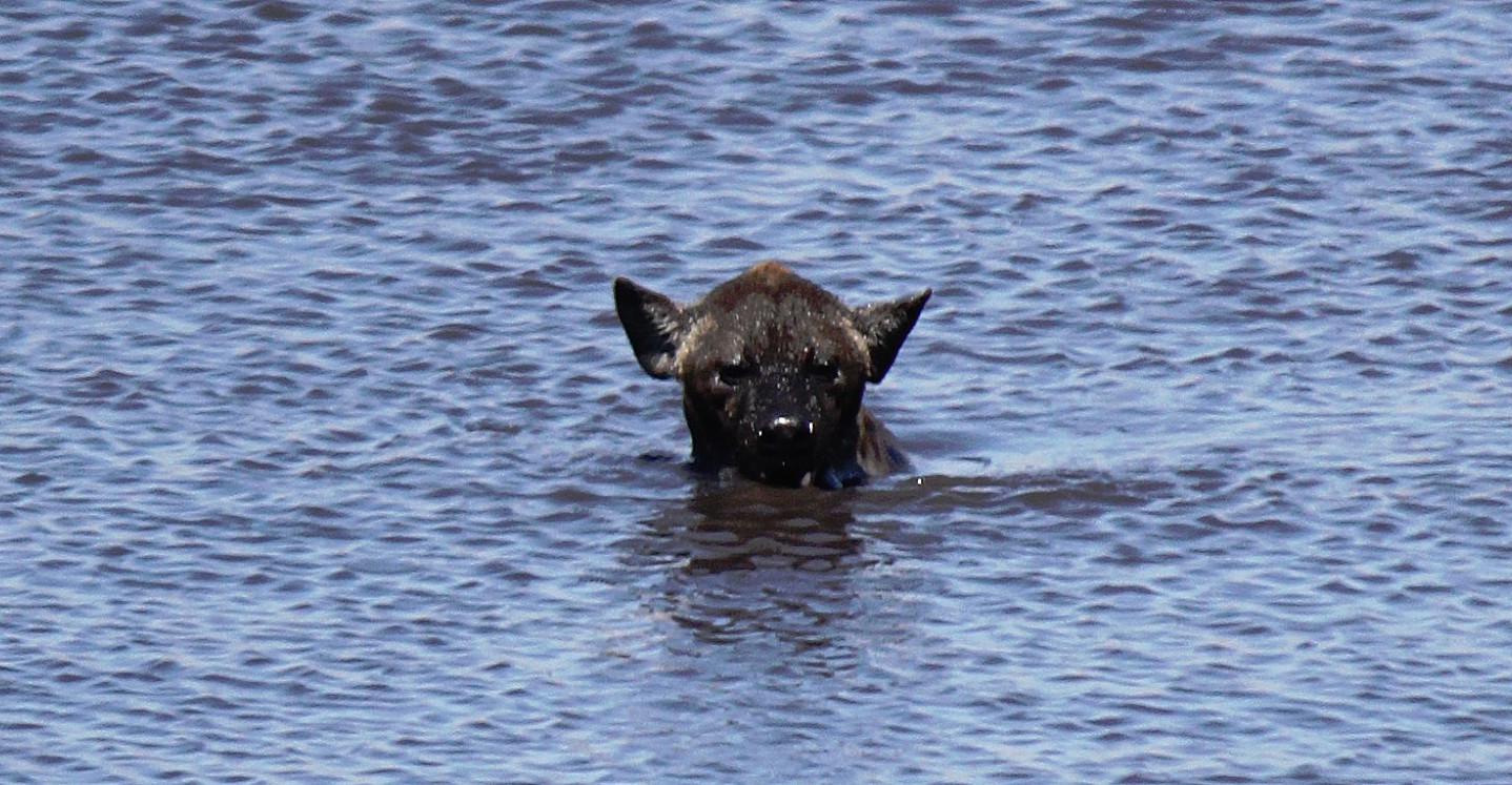 Namibie_Etosha3_2015_Img0041