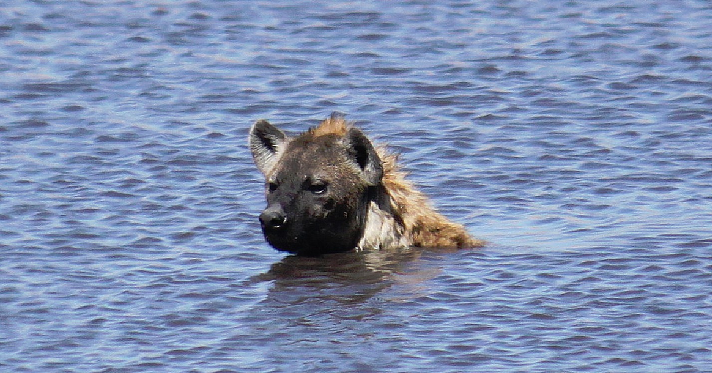 Namibie_Etosha3_2015_Img0043