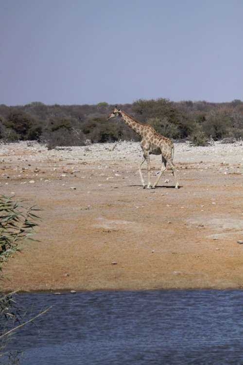 Namibie_Etosha3_2015_Img0046