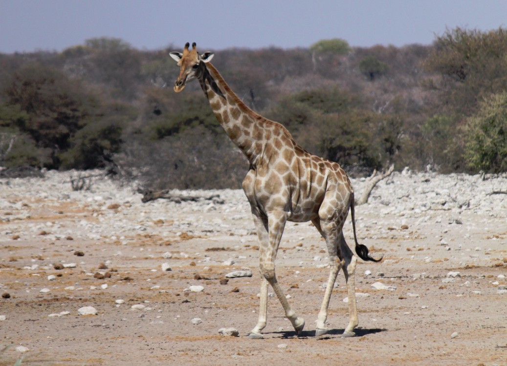 Namibie_Etosha3_2015_Img0047