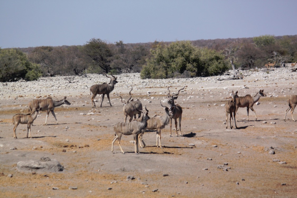 Namibie_Etosha3_2015_Img0049