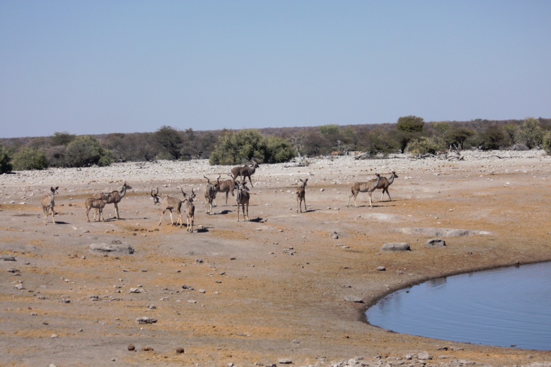 Namibie_Etosha3_2015_Img0050