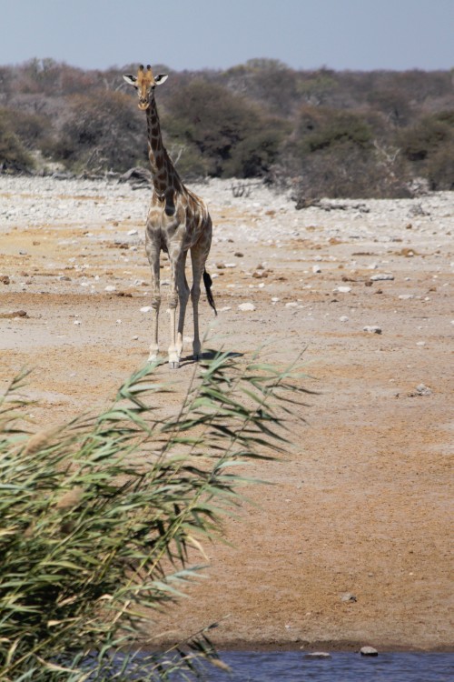 Namibie_Etosha3_2015_Img0051