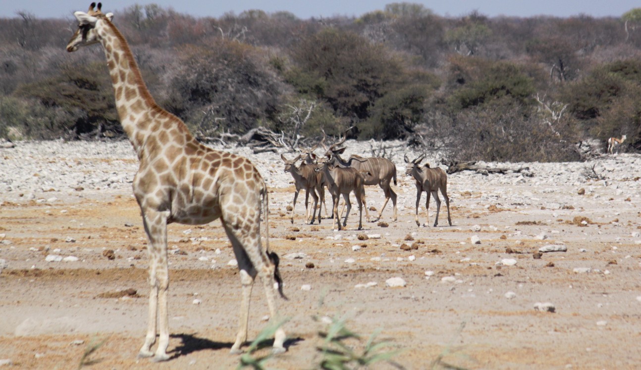 Namibie_Etosha3_2015_Img0053