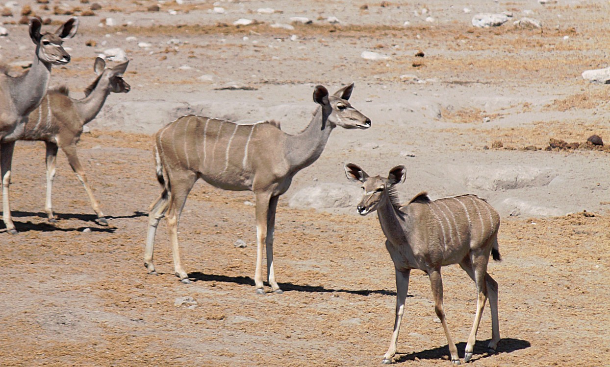 Namibie_Etosha3_2015_Img0054