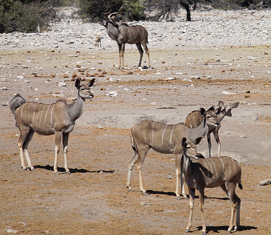 Namibie_Etosha3_2015_Img0055