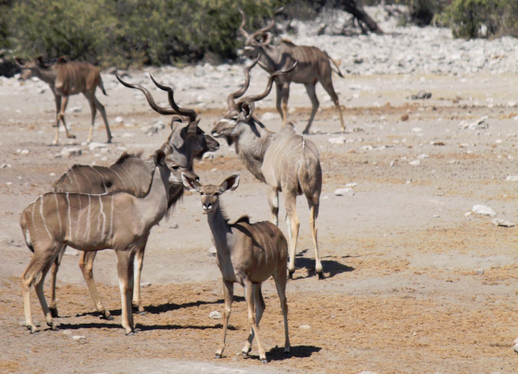 Namibie_Etosha3_2015_Img0056