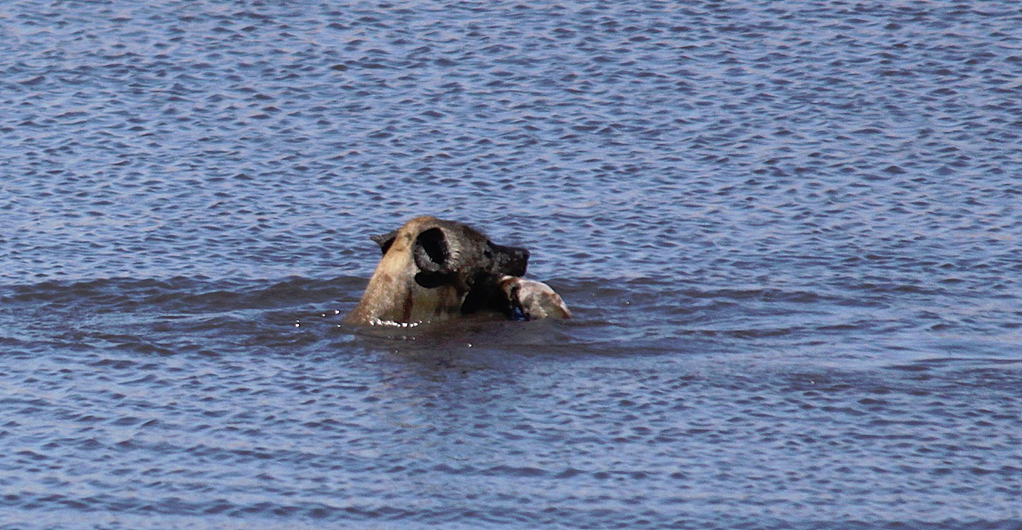 Namibie_Etosha3_2015_Img0057