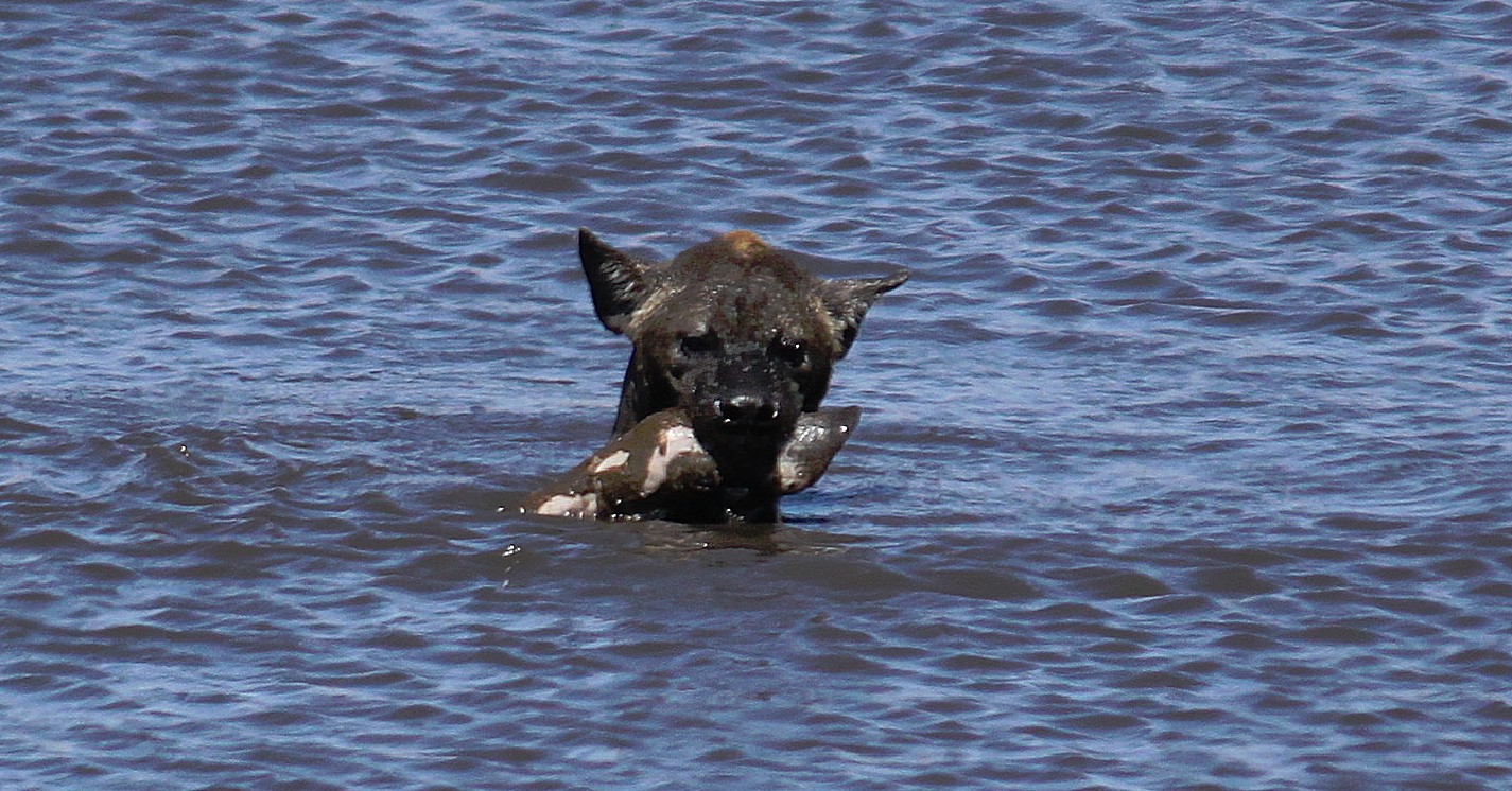 Namibie_Etosha3_2015_Img0058