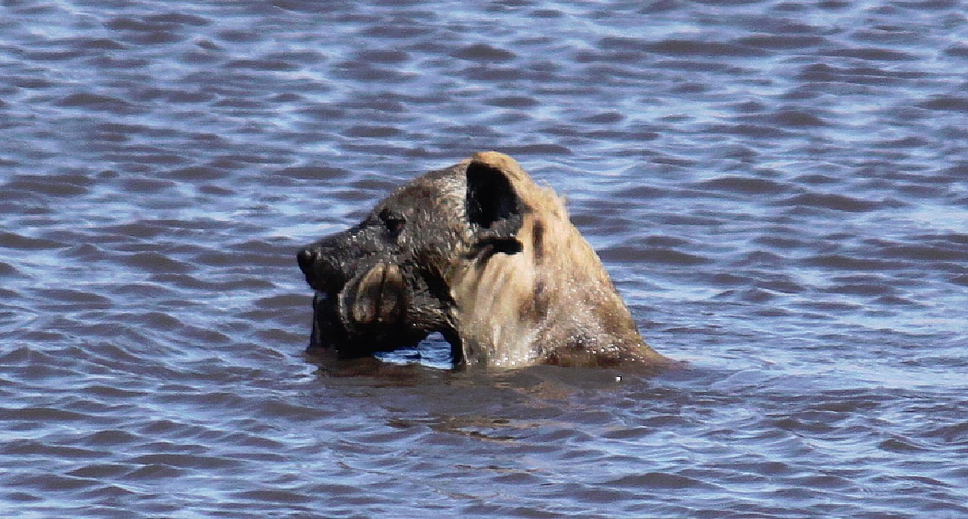 Namibie_Etosha3_2015_Img0059