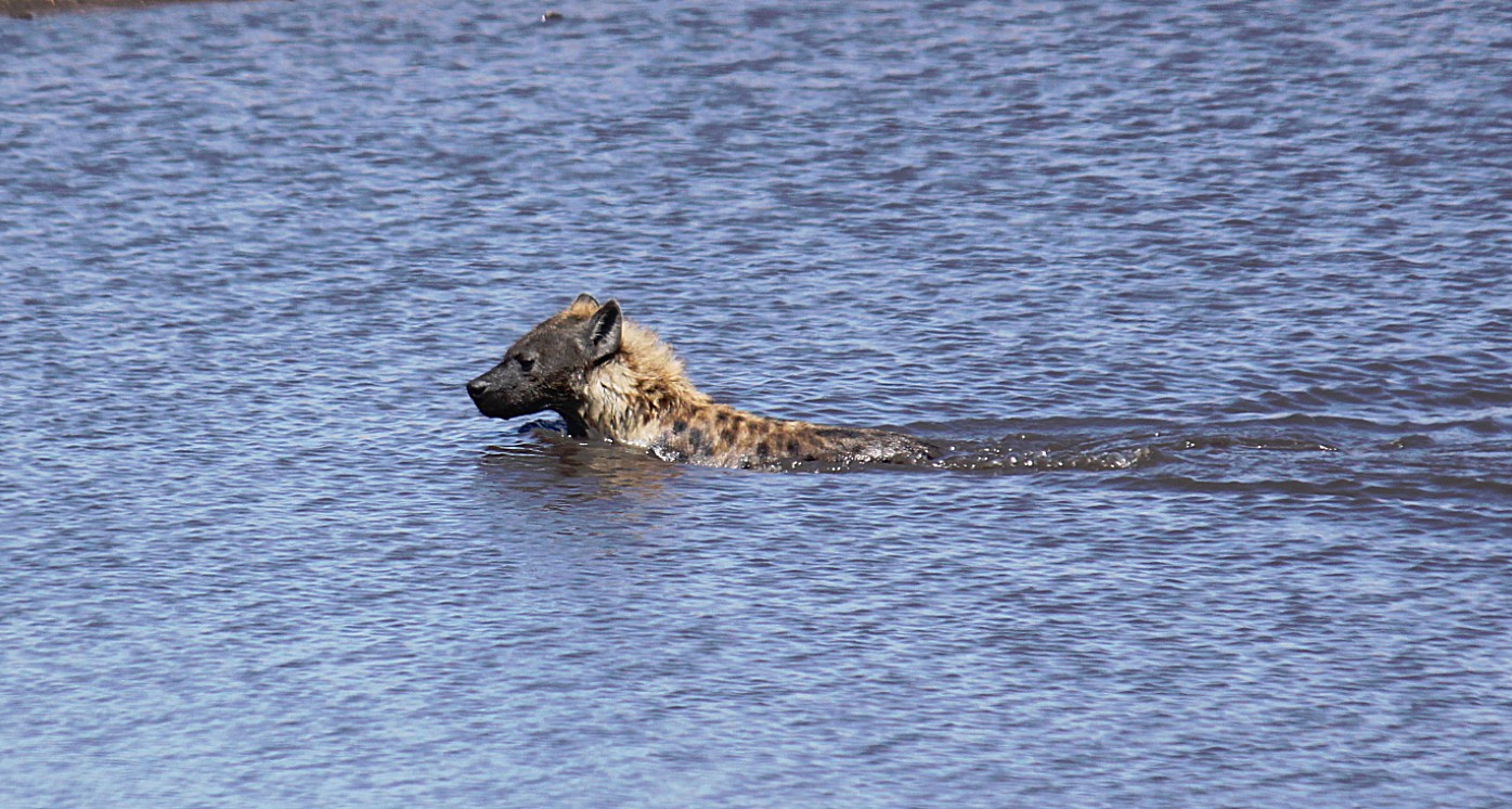 Namibie_Etosha3_2015_Img0060