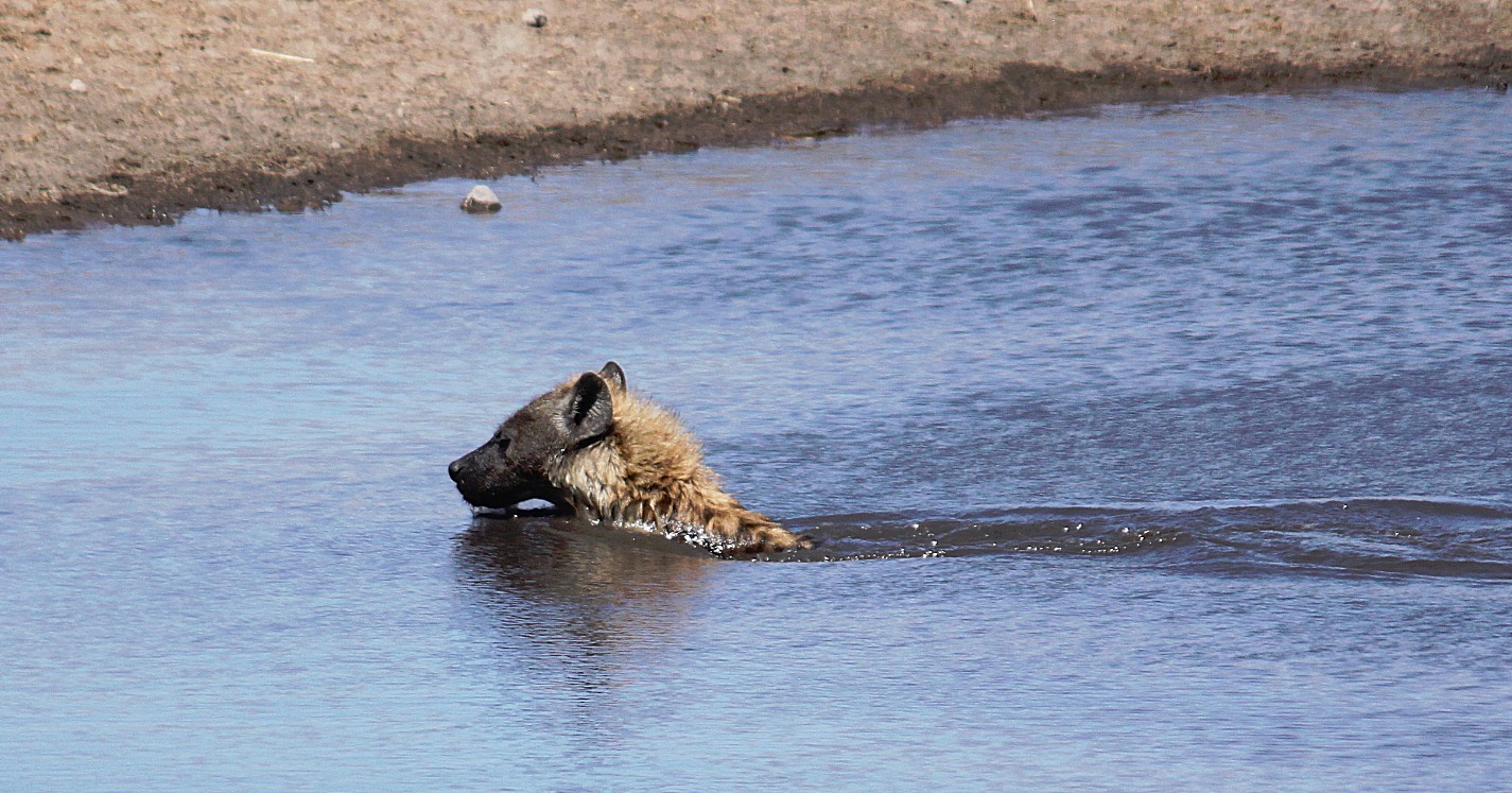 Namibie_Etosha3_2015_Img0061