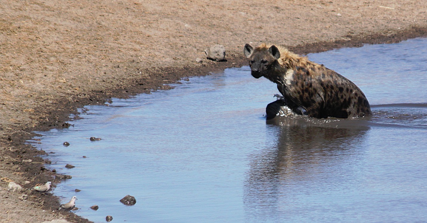 Namibie_Etosha3_2015_Img0062