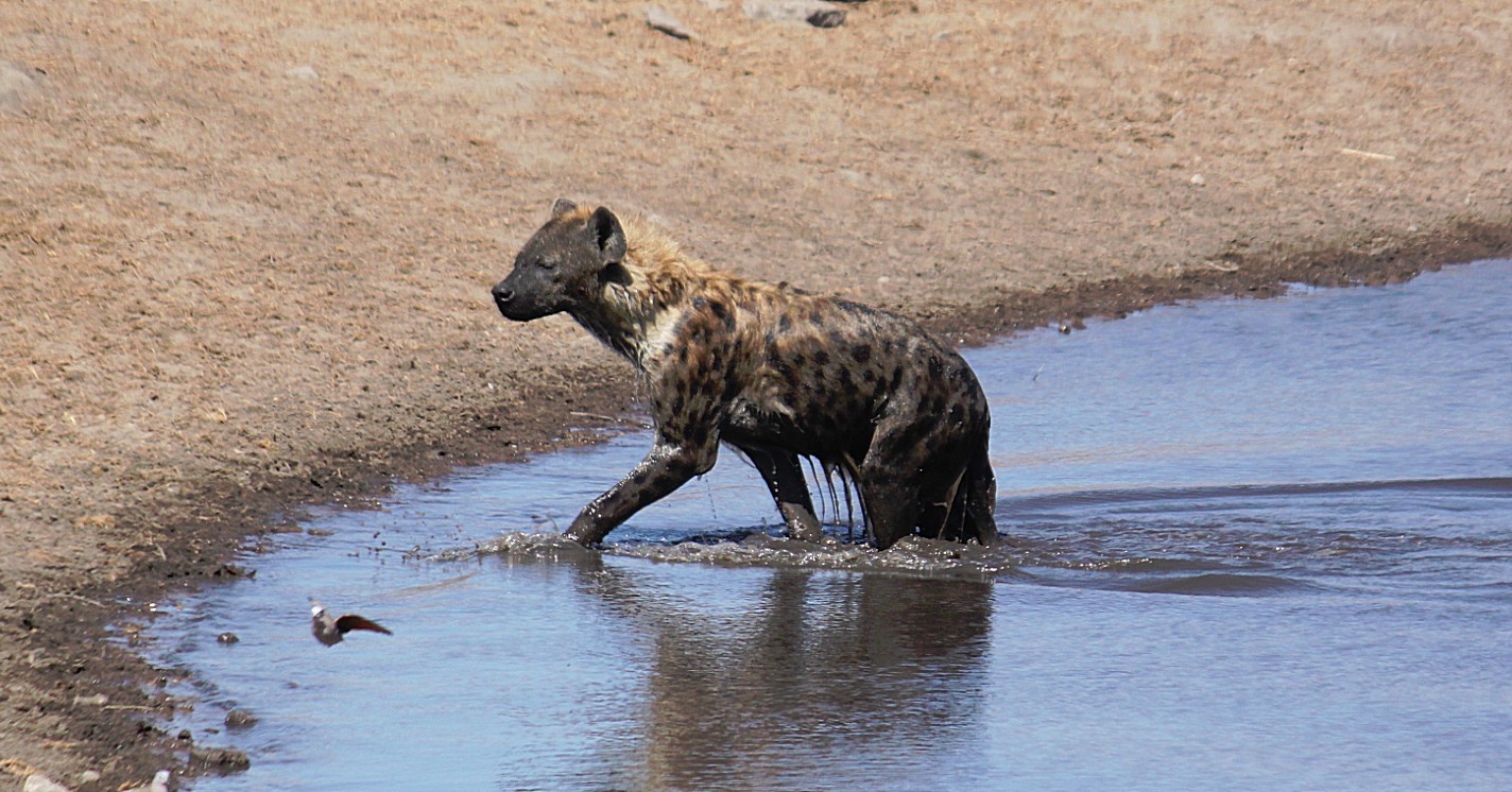 Namibie_Etosha3_2015_Img0063