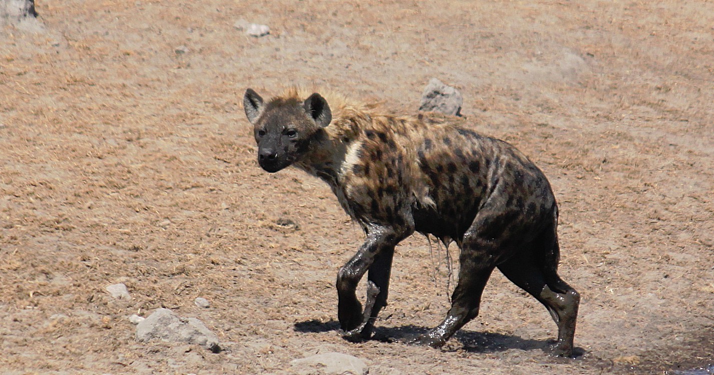 Namibie_Etosha3_2015_Img0064