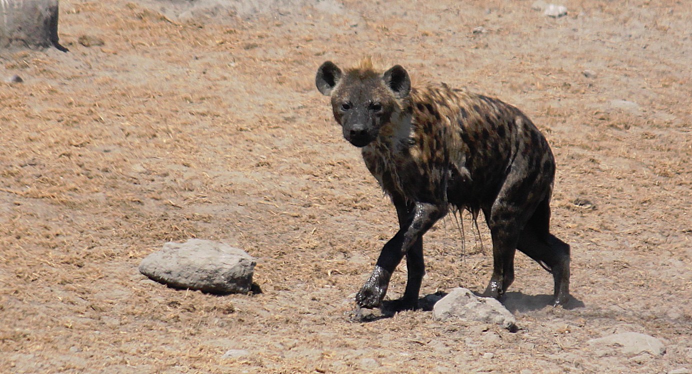 Namibie_Etosha3_2015_Img0065