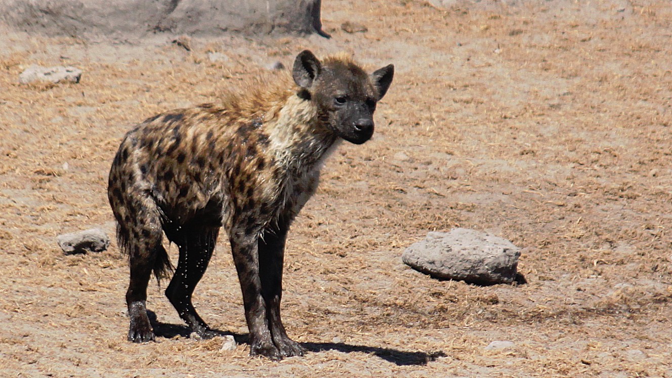 Namibie_Etosha3_2015_Img0066