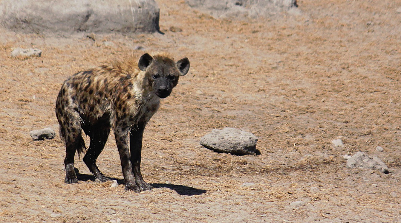 Namibie_Etosha3_2015_Img0067