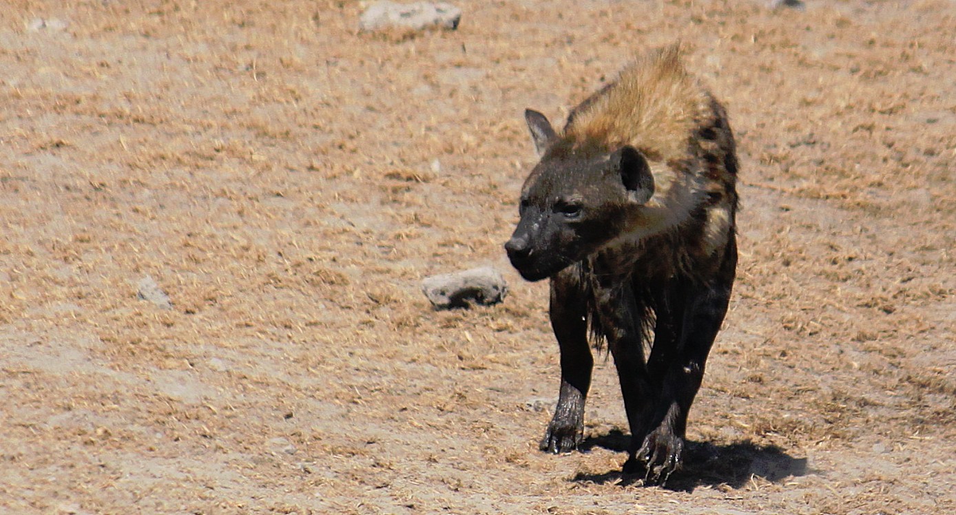 Namibie_Etosha3_2015_Img0068