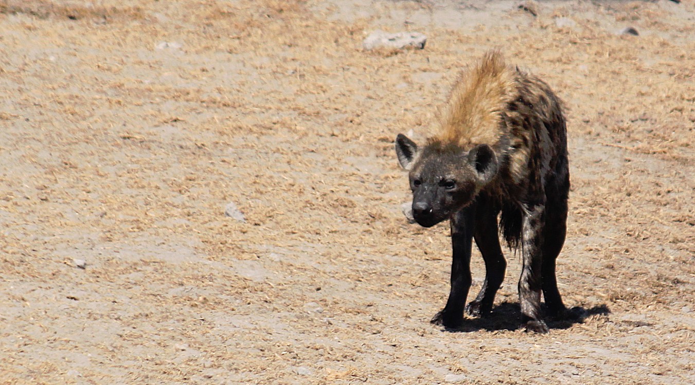 Namibie_Etosha3_2015_Img0069