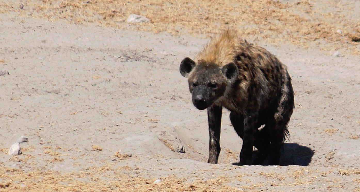 Namibie_Etosha3_2015_Img0070