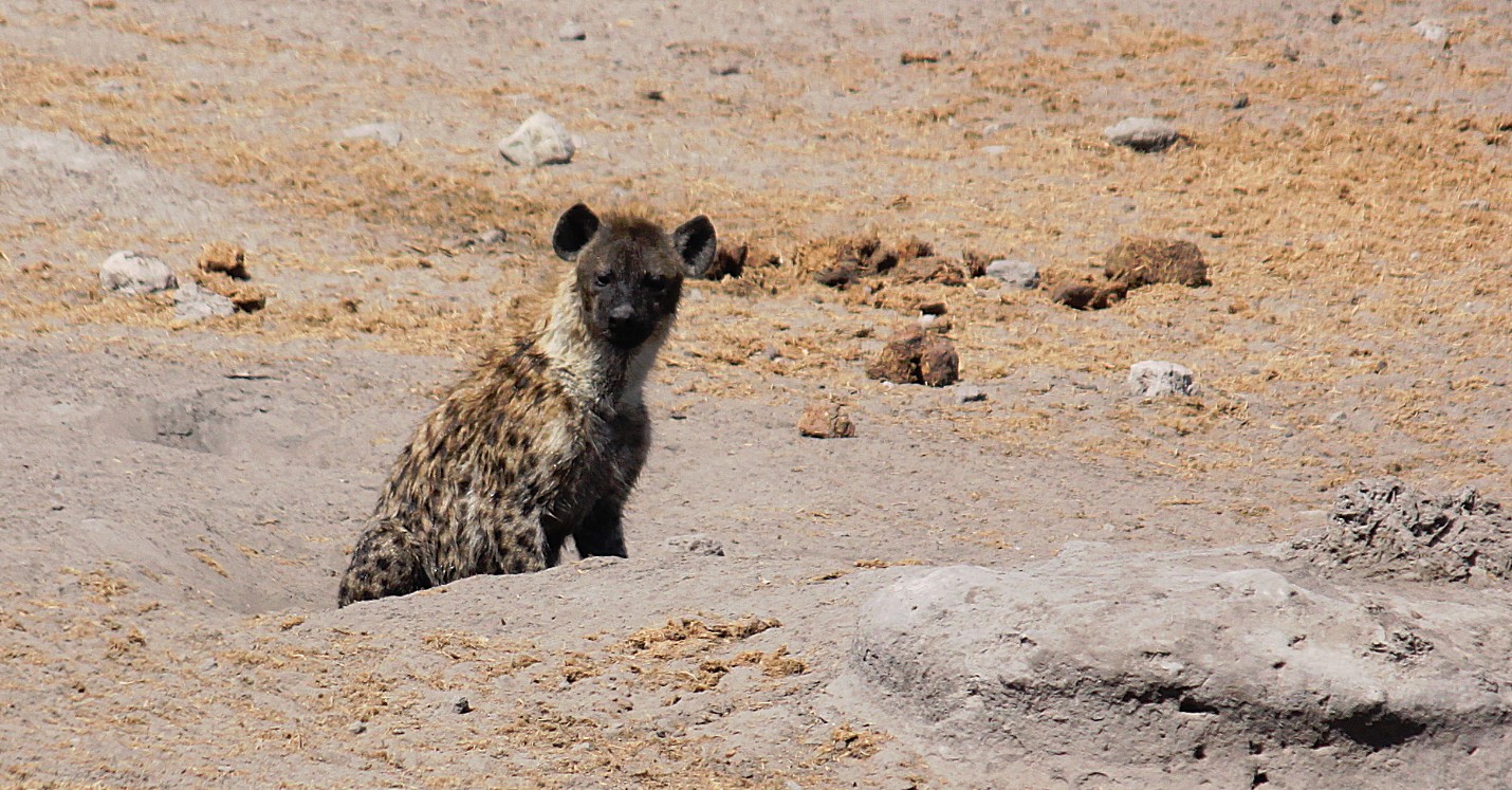 Namibie_Etosha3_2015_Img0071