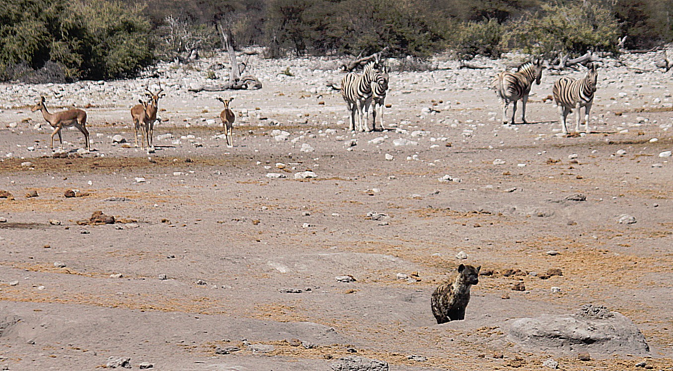 Namibie_Etosha3_2015_Img0072