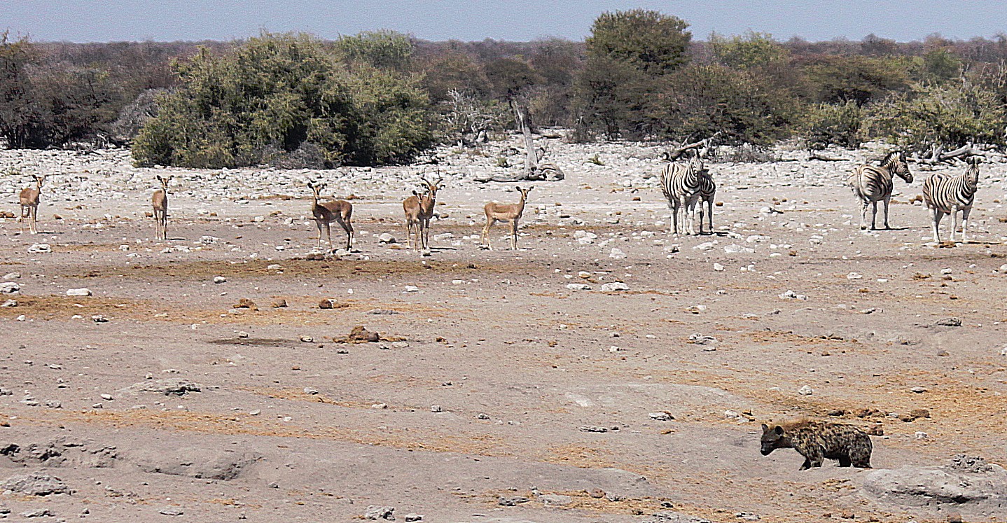 Namibie_Etosha3_2015_Img0073