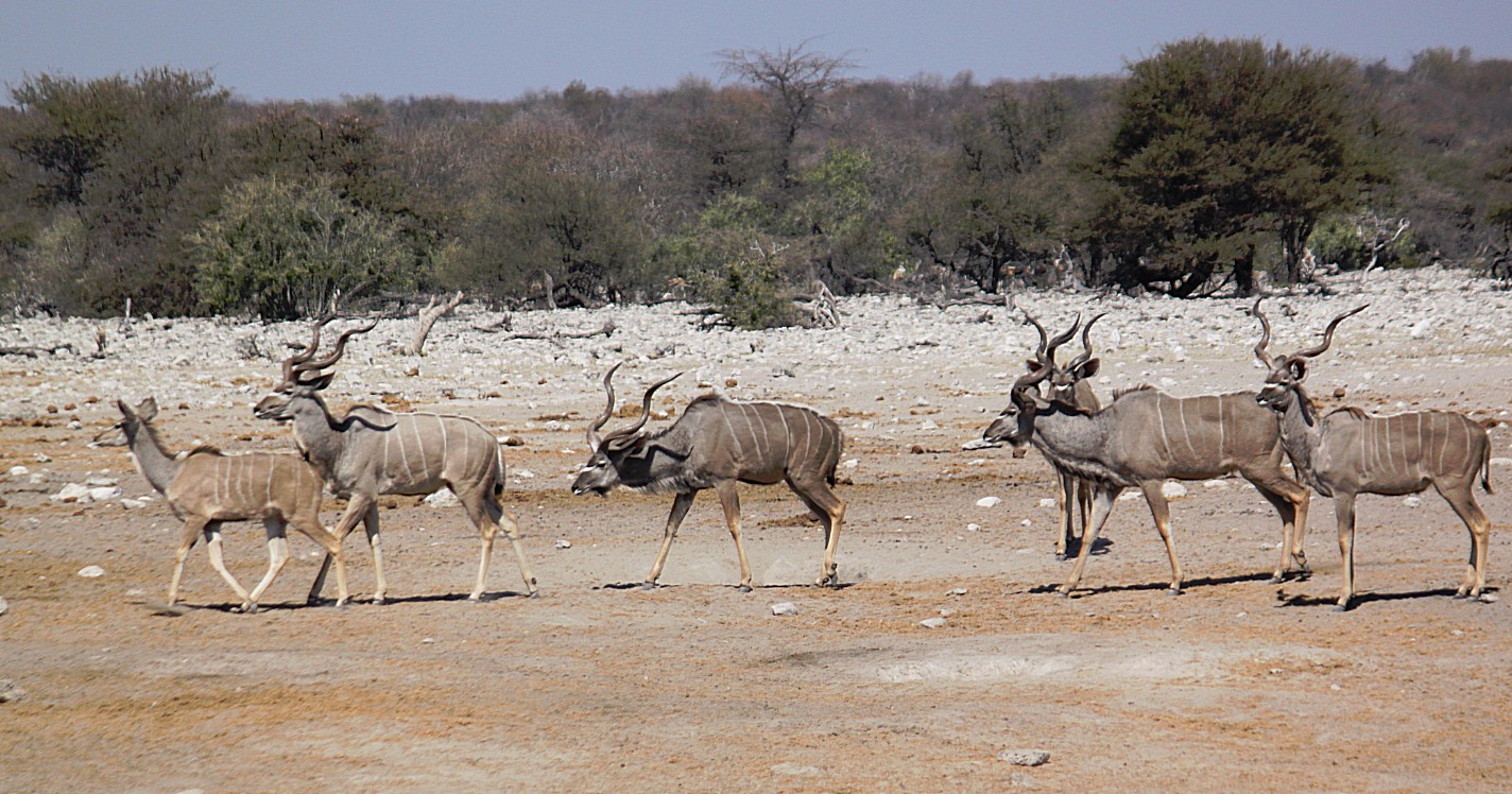 Namibie_Etosha3_2015_Img0074