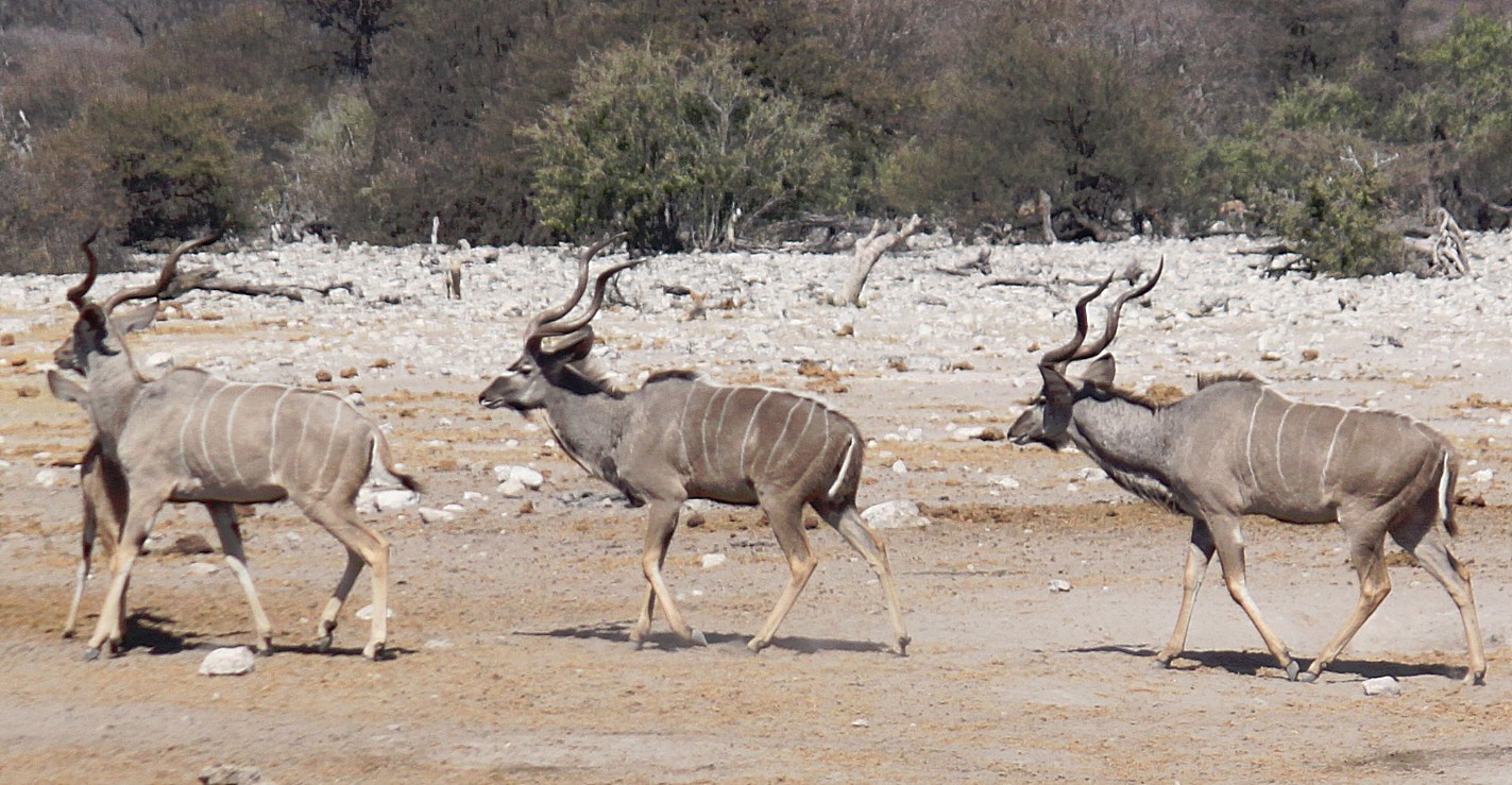 Namibie_Etosha3_2015_Img0075