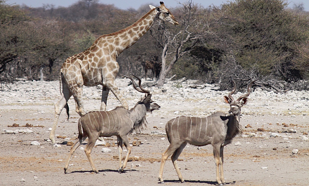 Namibie_Etosha3_2015_Img0076