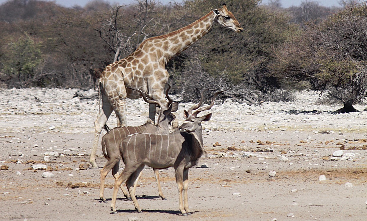 Namibie_Etosha3_2015_Img0077