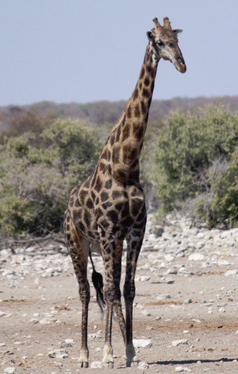 Namibie_Etosha3_2015_Img0078