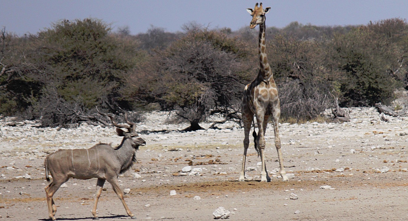 Namibie_Etosha3_2015_Img0079