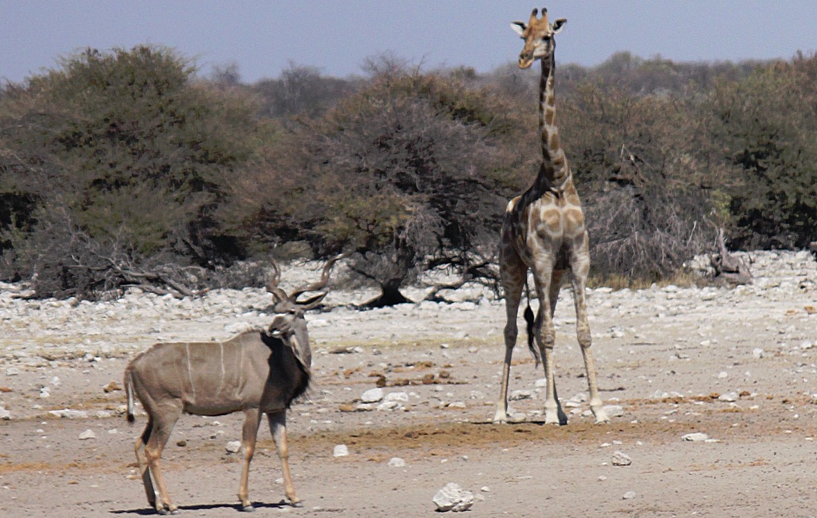 Namibie_Etosha3_2015_Img0080