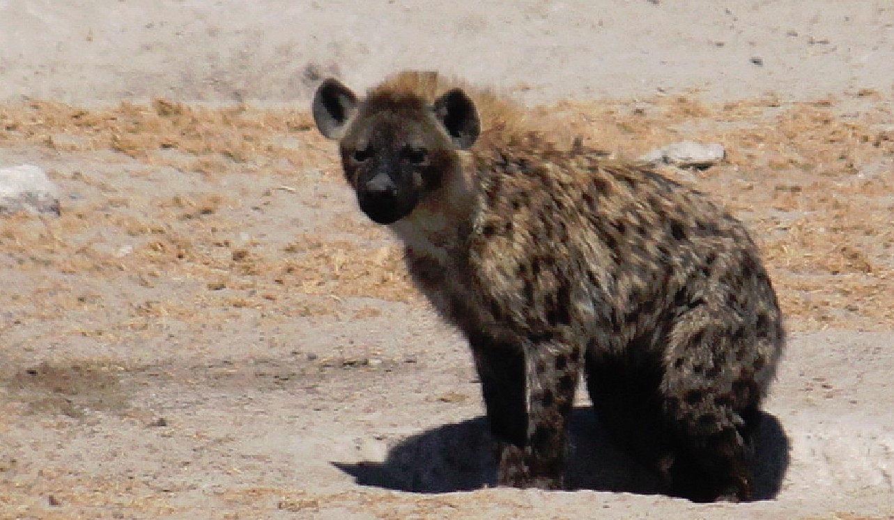 Namibie_Etosha3_2015_Img0081