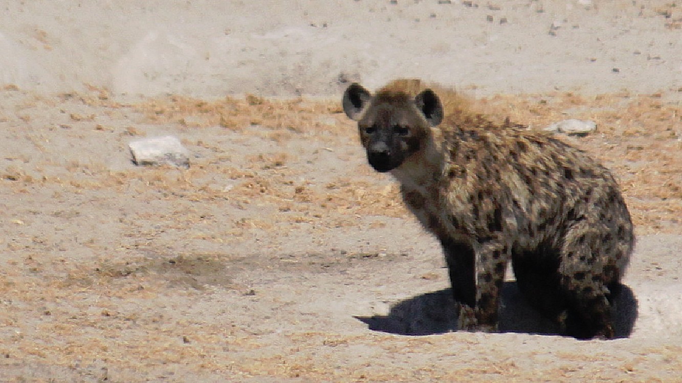 Namibie_Etosha3_2015_Img0082