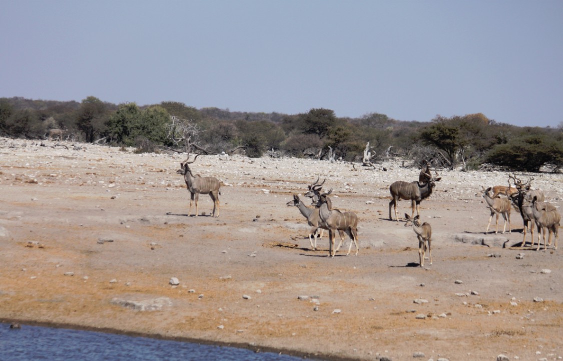 Namibie_Etosha3_2015_Img0083