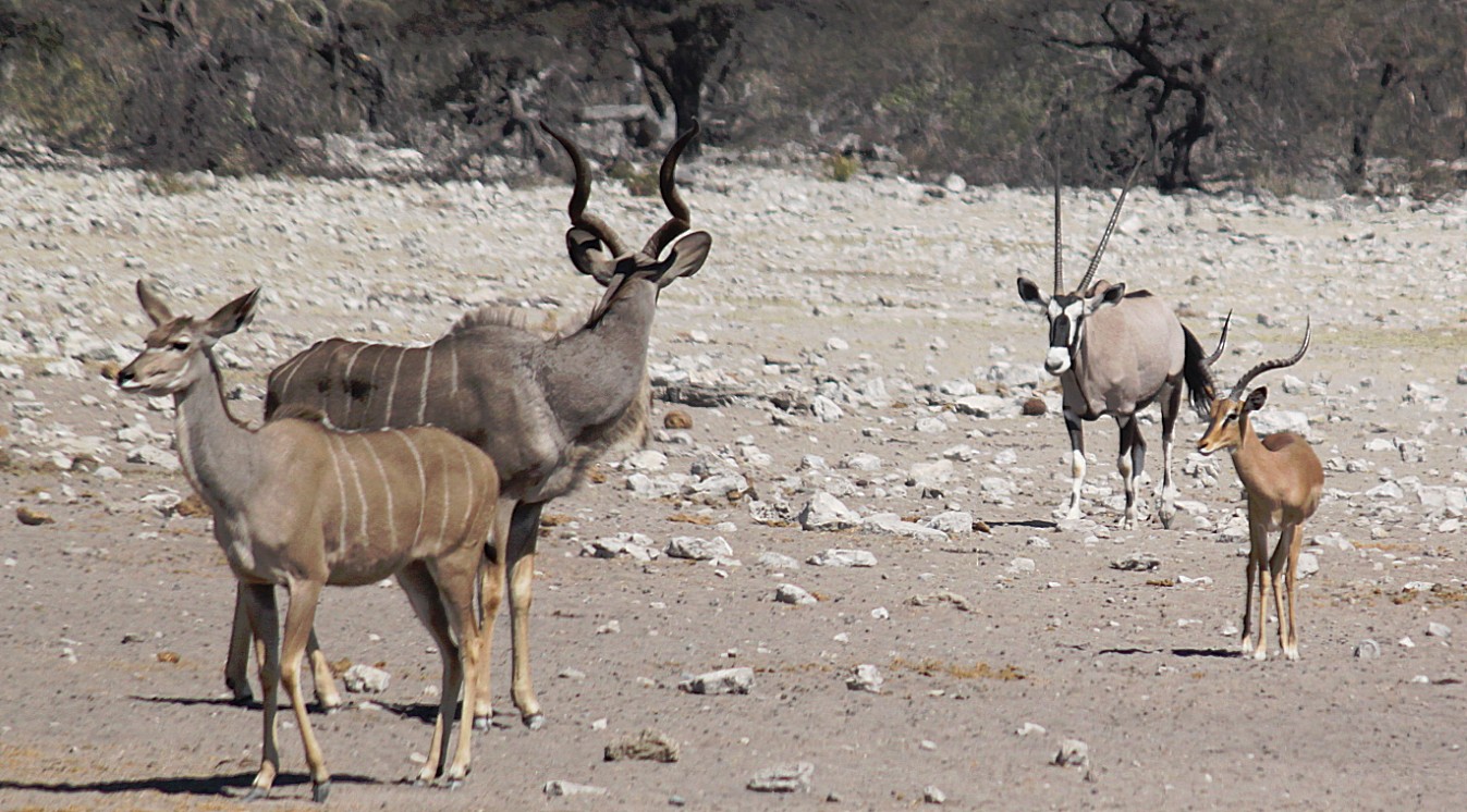 Namibie_Etosha3_2015_Img0084